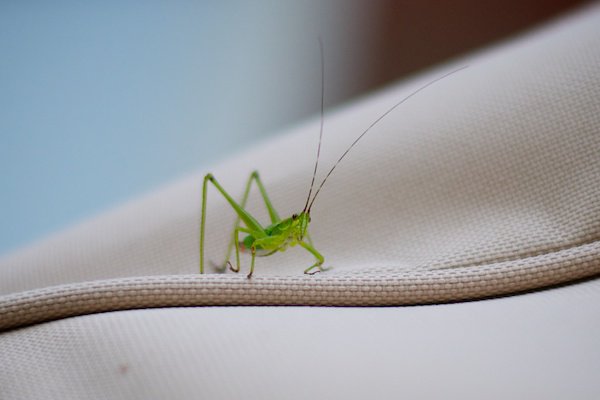 katydid
