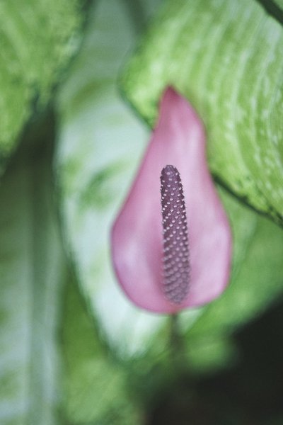 Electronic viewfnders and close-up photography