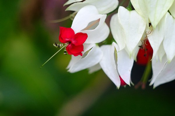 mirrorless-cameras-close-up-photography-4