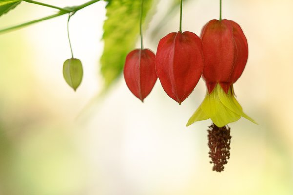 mirrorless-cameras-close-up-photography-5