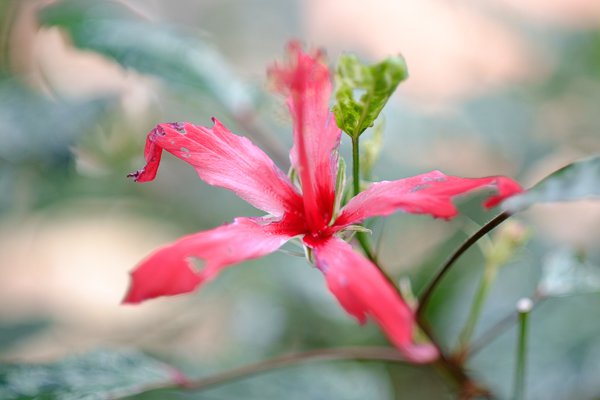 mirrorless-cameras-close-up-photography-6