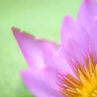 Using Cameras with Electronic Viewfinders for Close-Up Photography