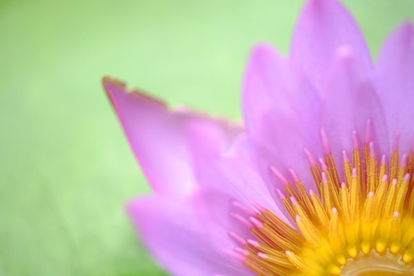 Electronic viewfnders and close-up photography