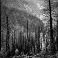 Dodging and Burning to Create More Effective Black and White Images