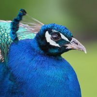 5 Unforgiving Post-Processing Mistakes Every Bird Photographer Must Avoid