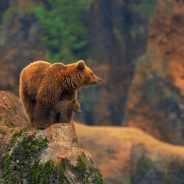 A Set of Brown Tone Images