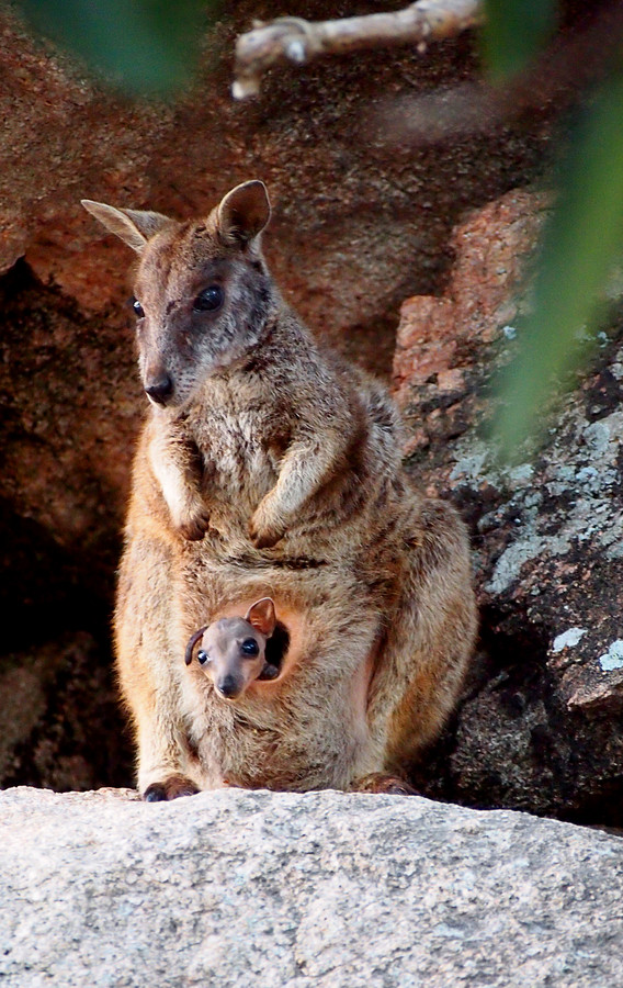 Photograph Baby Wallaby by Joana Senn on 500px