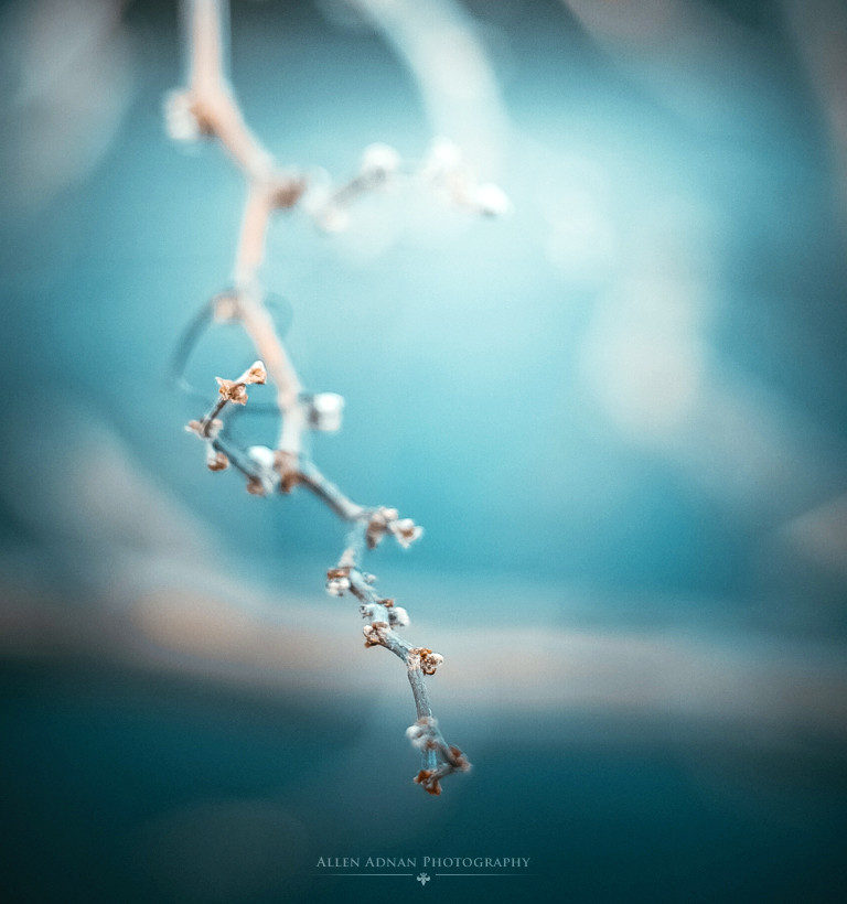Photograph New buds by Allen Adnan on 500px