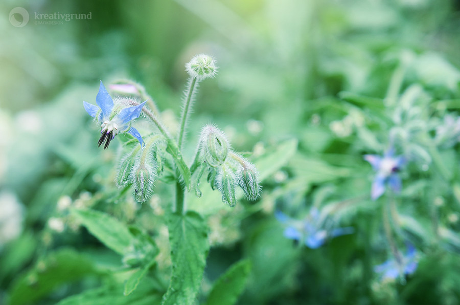 Photograph Beautiful Borage by kreativgrund on 500px