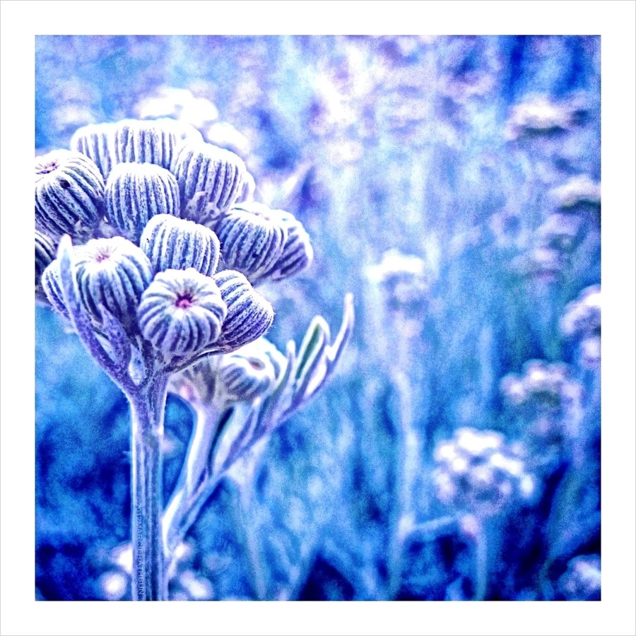 Photograph Wintery by Macro Marcie on 500px