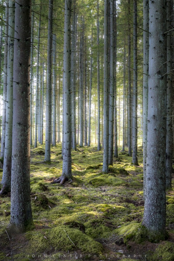 Photograph Forest Glow by John Center on 500px