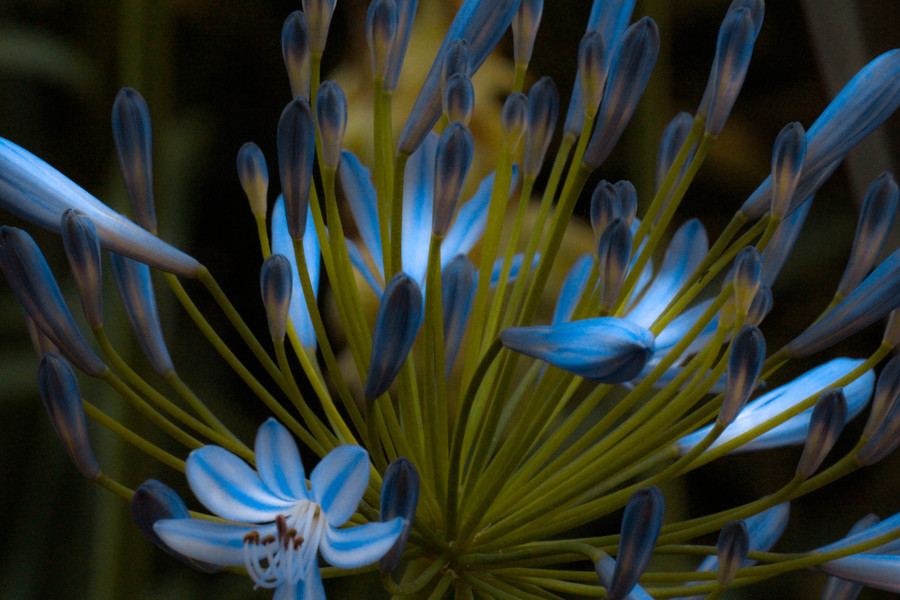 Photograph Blue Flowers by Rachel Friedman on 500px