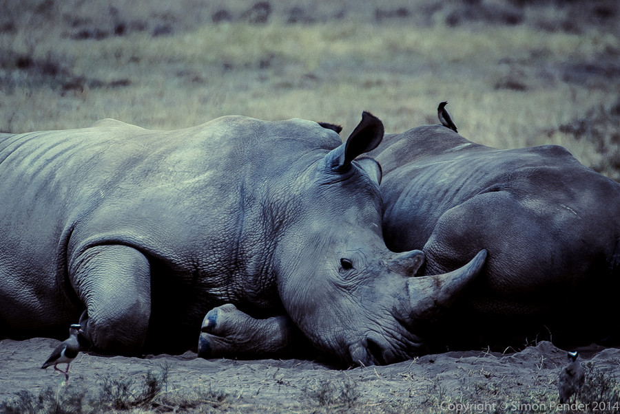 Photograph Split-Tone Chilling Rhino by Simon P on 500px