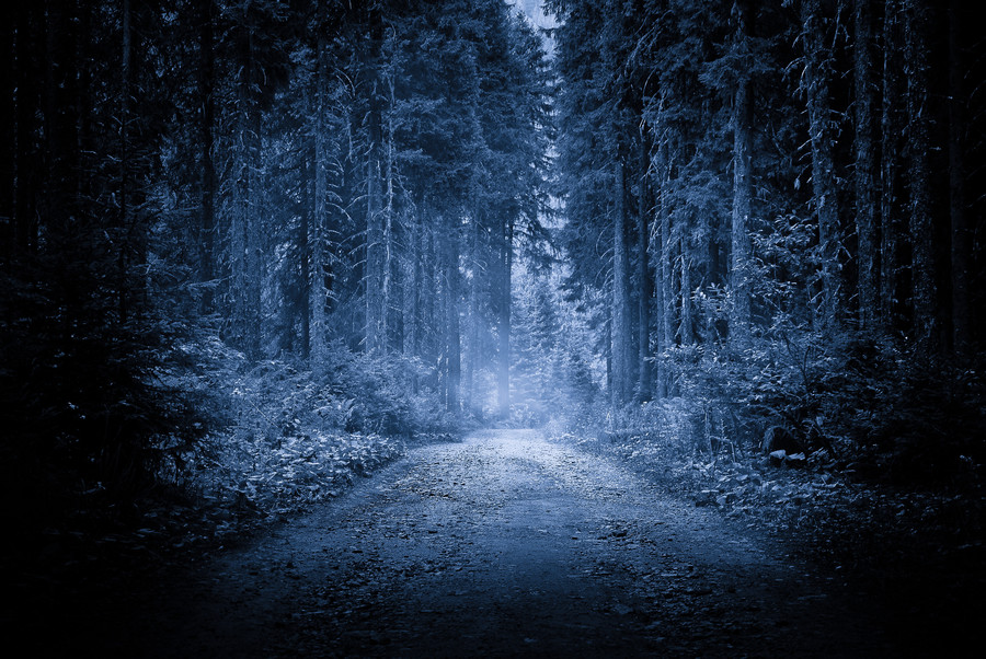 Photograph In the forest by Evans Lazar on 500px