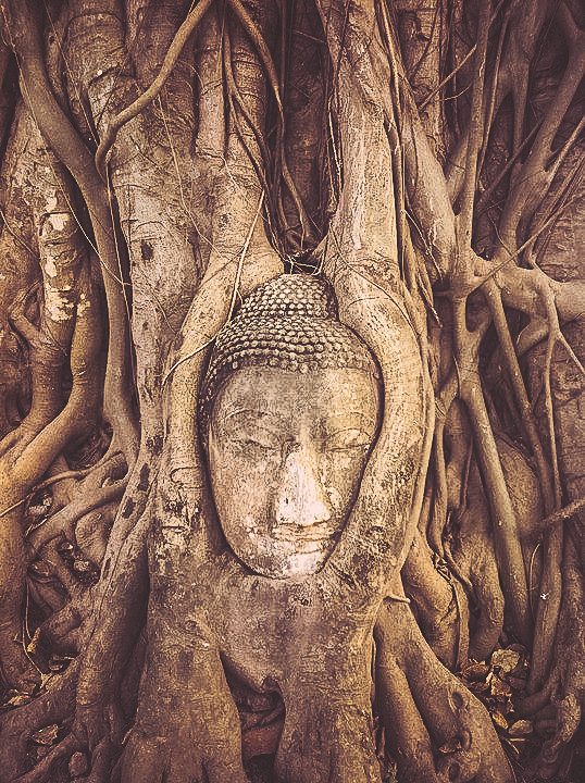 Photograph Buddha's head in tree's roots (Bodhi tree) at Wat Mahathat, Ayut by SimplySiri  on 500px