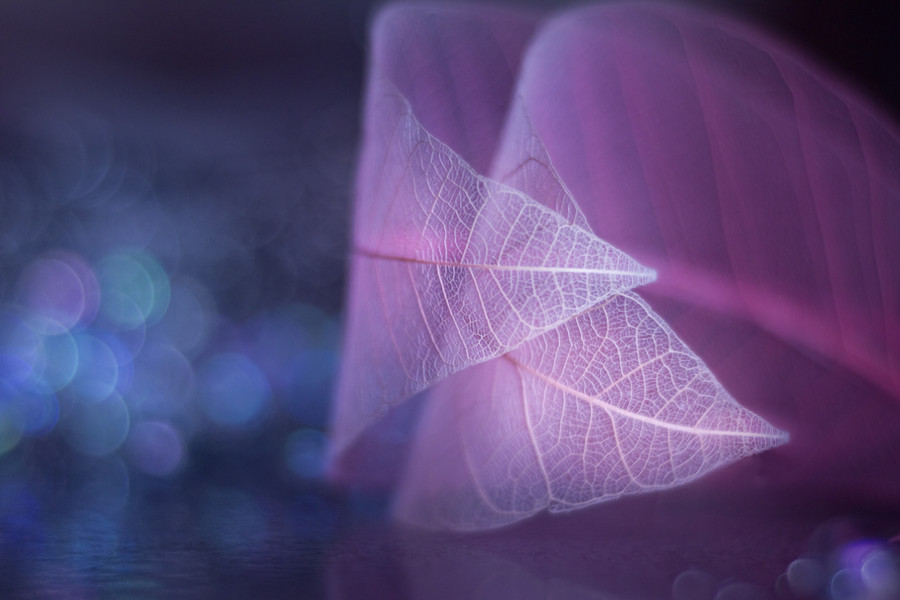 Photograph Gently Snuggle by Shihya Kowatari on 500px