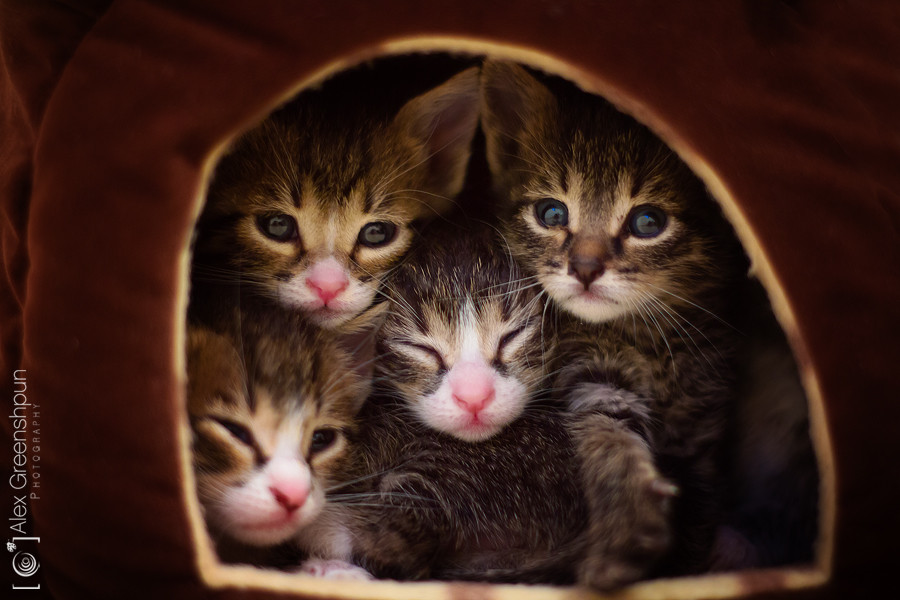 Photograph House of Furballs by Alex Greenshpun on 500px