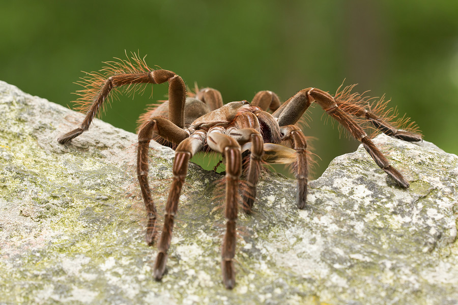 Photograph Burgundy Goliath Birdeater  by Milan Zygmunt on 500px