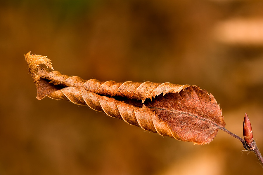 Photograph Hornbeam leaf by Maciej Figiel on 500px