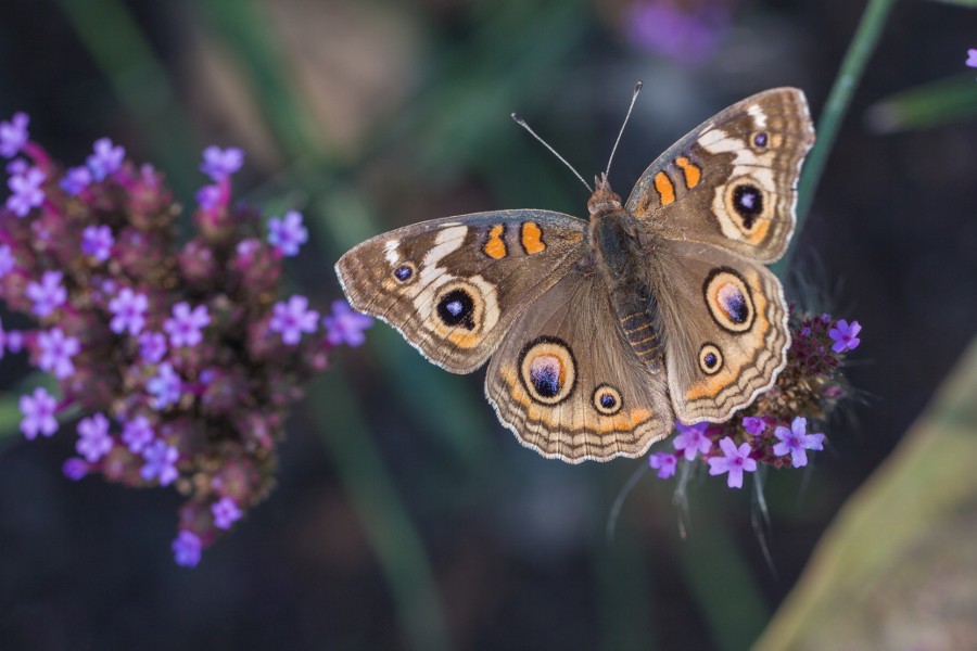 Photograph Common Buckeye on Verbena by Karen Hernandez on 500px