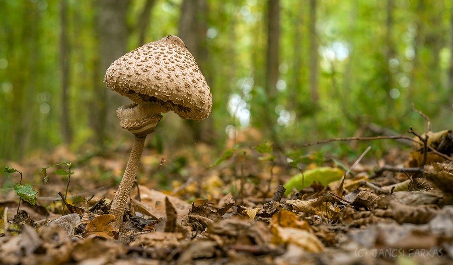Photograph Parasol mushroom (Macrolepiota procera) in the forest by Jancsi Farkas on 500px