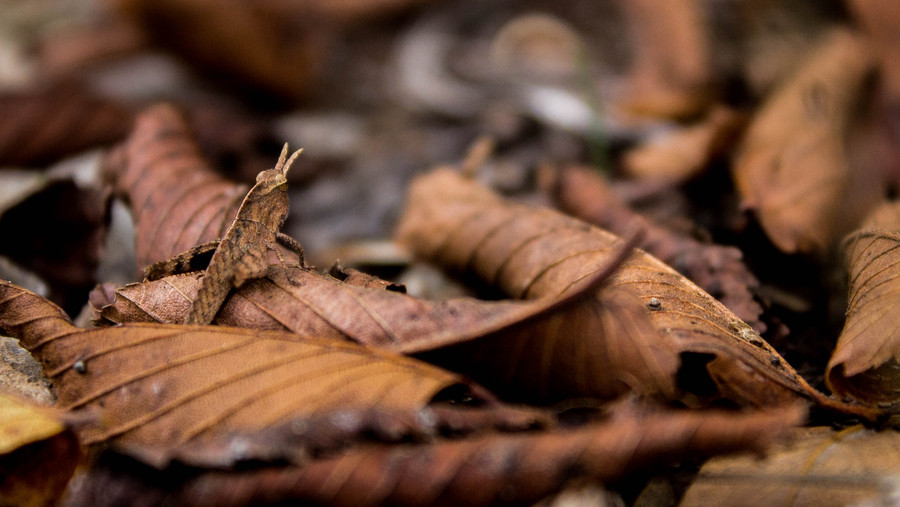 Photograph Hidden in the leaves by Dan LeFebvre on 500px