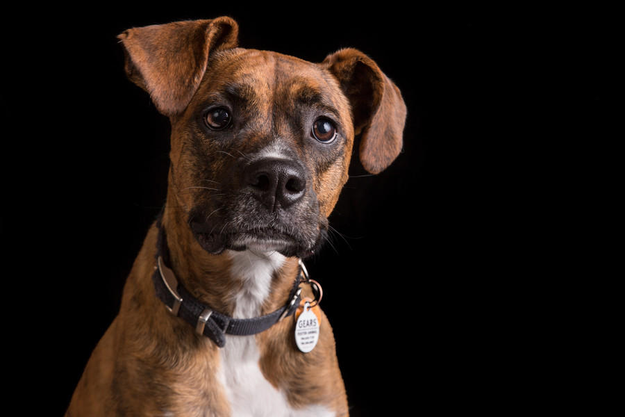 Photograph Daisy by Darcy Evans on 500px