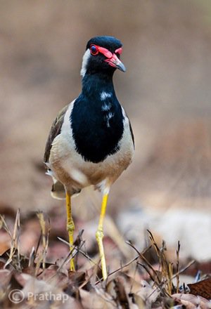 6 Nature Photography Simplified Bird Photography Post Processing Tips Red Wattled Lapwing
