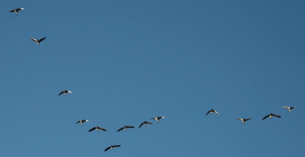 A good image for a brush base.