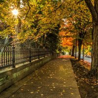 Understanding Depth of Field for Beginners