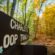 Fake Perfect Fall Colors Using the HSL Tab in Lightroom