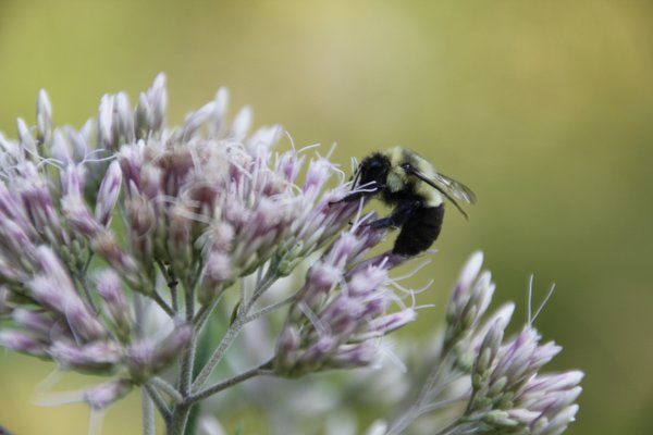closeup, macro, bee, bumblebee, Tamron18-270mm
