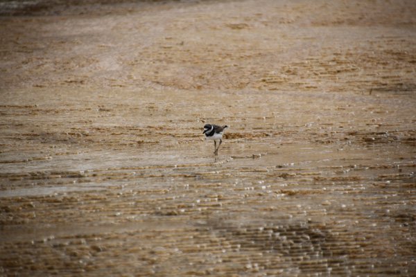 Yellowstone, Mammoth Hot Springs, landscape, photography, National Park, zoom lens, Tamron18-270mm, bird, wildlife