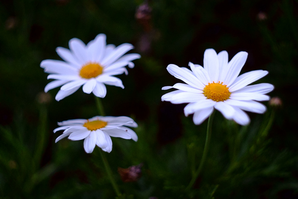 Get to know your new camera