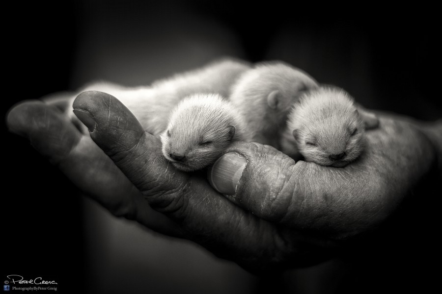 Photograph A Fistful of Kits by Peter Greig on 500px