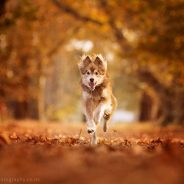 6 Tips for Photographing Dogs in Action