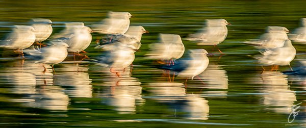 Dancing Gulls.jpg Dancing Gulls