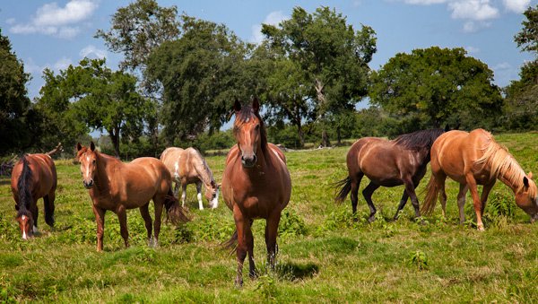 When you are photographing horses, you need to be ready for a variety of focal lengths.  Sometimes they will walk up to you looking for a treat, and sometimes they stay away.  These stayed away, so I needed all 105 mm.  (Shot at 105 mm, 1/160 sec., f/11, ISO 200)