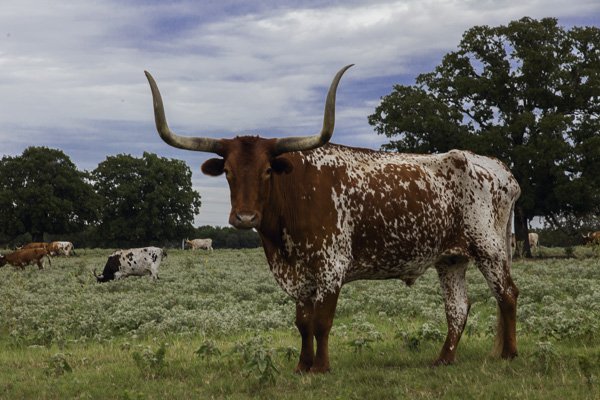 Longhorn