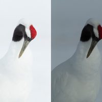 Why Manual Exposure is Better for Winter Wildlife Photography?