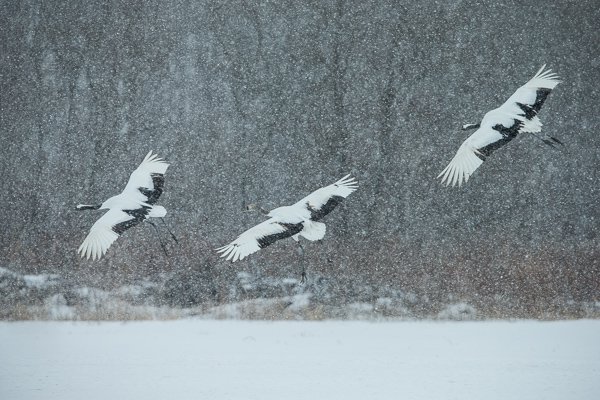MBP_Hokkaido_20140131_1261.jpg MBP Hokkaido 20140131 1261