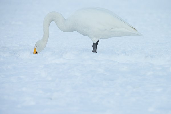 MBP_Hokkaido_20140221_0212.jpg MBP Hokkaido 20140221 0212