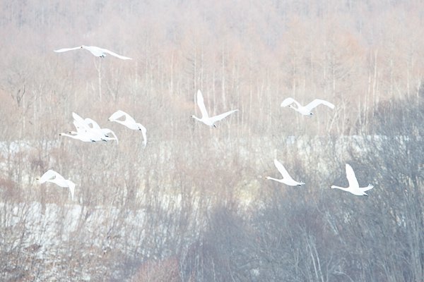 MBP_Hokkaido_20140221_0217.jpg MBP Hokkaido 20140221 0217