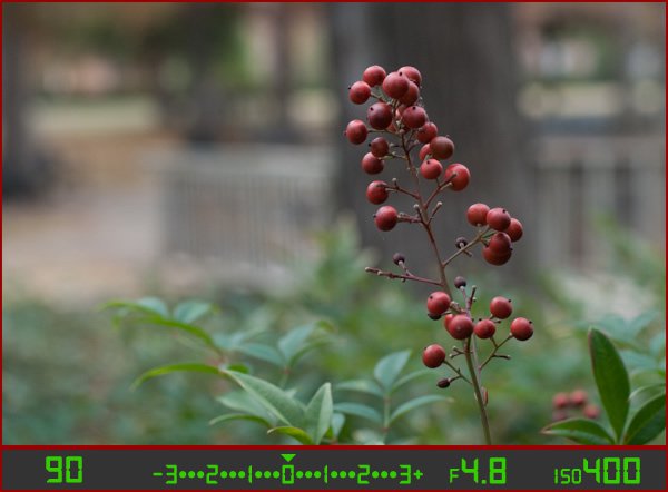 berries-correct-small-aperture