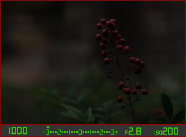 berries-underesposed