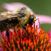 Macro Photography on a Budget