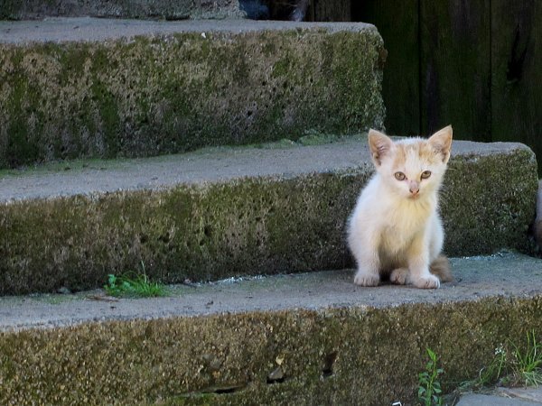 Jacinta Lluch Valero