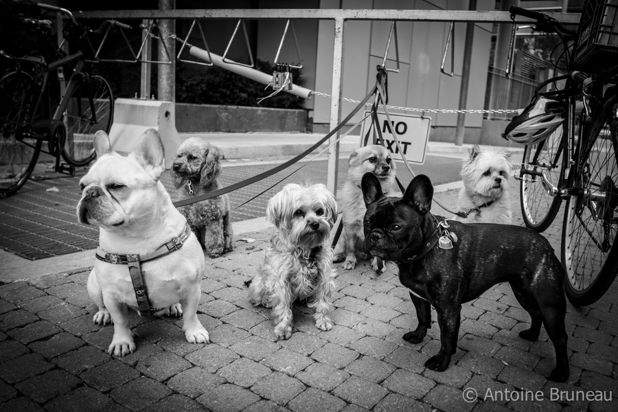 Photograph Stay Pawsitive by Antoine BRUNEAU on 500px