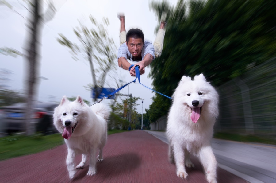 Photograph Easy to walk the dogs? by WALL-AN  on 500px