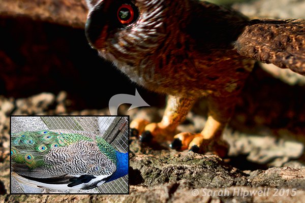 Owl-peacock-texture-wrapped-around-leg